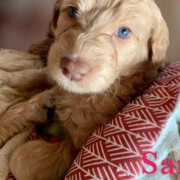 Goldendoodle Puppies from Lundee Doodles