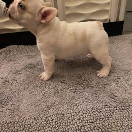 French Bulldog Puppies from Dunromin Farm