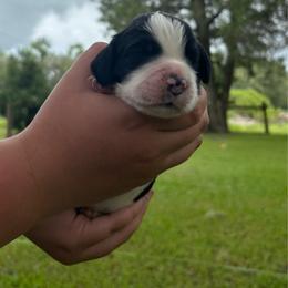 Light blue - Black and white male English Springer Spaniel puppy in Williston, Florida from Bizzy Farms English Springer Spaniels