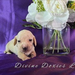 AKC Nala English Cream - Cream female Dachshund puppy in Kansas City, Missouri from Divine Doxies LLC