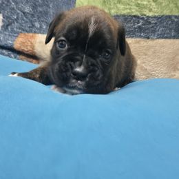 Light blue - Brindle female Boxer puppy in Petrolia, Pennsylvania from Arktis Boxers