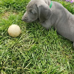 Weimaraner Puppies from Miller's Weimaraners