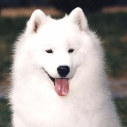 Samoyeds from Winterfrost Samoyeds