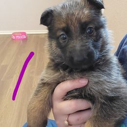 German Shepherd Puppies from Lux Shepherds