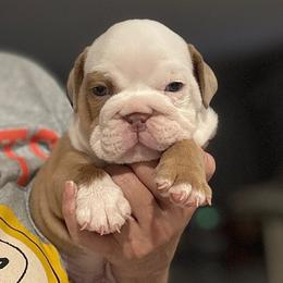 Shiloh - Fawn and white male Bulldog puppy in Emporia, Kansas from Kansas Grand St English & French Bulldogs