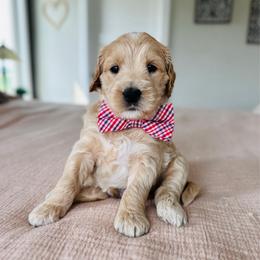Smarty Pants - Cream male Goldendoodle puppy in Sterling, Illinois from Charley's Goldendoodles