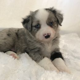 Miniature Australian Shepherd Puppies from Sunset Hill Mini & Toy Aussies