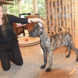 Great Dane All Grown Up from Tom's Great Danes