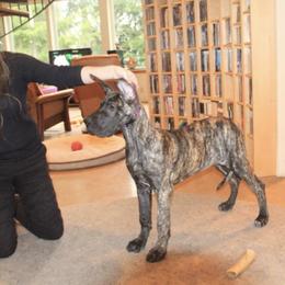Great Dane All Grown Up from Tom's Great Danes