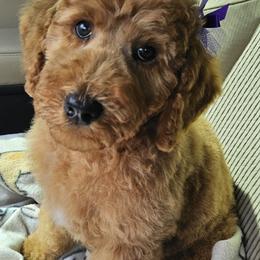 Aussiedoodles, Bernedoodles, Goldendoodles, Poodles, and Sheepadoodles from Kitandkboodle's Doodles