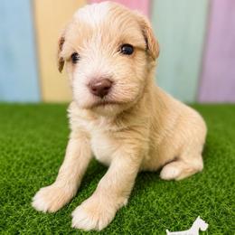 Sully - Wheaten male Miniature Schnauzer puppy in Lufkin, Texas from C&K’s Schnauzer House