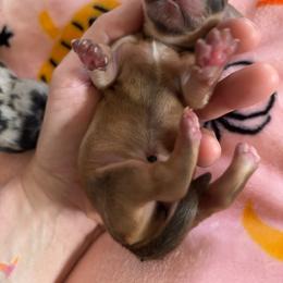 Boy 1 - Red male Dachshund puppy in Mayfield, Kentucky from H&C’s Dachshunds and Retrievers