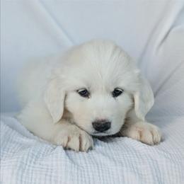 Girl 1 Yellow - White female Great Pyrenees puppy in Yakima, Washington from Naches Heights Ranch