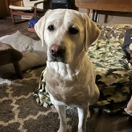 Labrador Retrievers from Cloud Peak Labradors