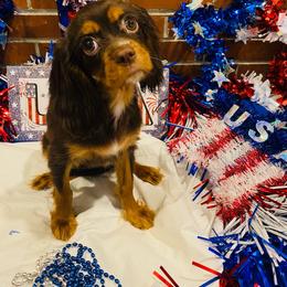 Dash - Chocolate male Cavalier King Charles Spaniel puppy in Salt Lake City, Utah from Cavaliers Love
