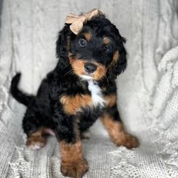 Bernedoodle and Bernese Mountain Dog Puppies from Sage Hills Bernedoodles