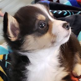 Pembroke Welsh Corgis from Treasure State Kennels