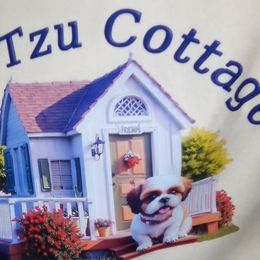 Shih Tzus from Shih Tzu Cottage
