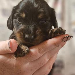 Penny black and tan female - Black and tan female Dachshund puppy in Trade, Tennessee from TN Miniature Dachshunds & Basset Hounds