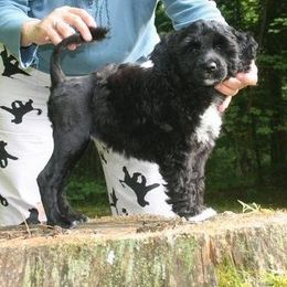 Portuguese Water Dog Puppies from Saltydawg PWDs