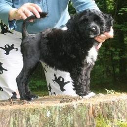 Portuguese Water Dog Puppies from Saltydawg PWDs
