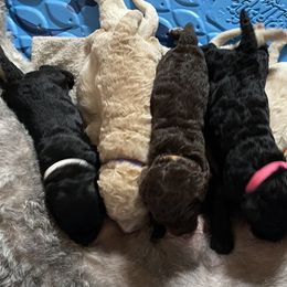 Goldendoodle Puppies from Goodyear golden doodles