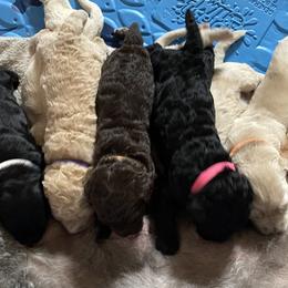 Goldendoodle Puppies from Goodyear golden doodles