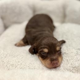 Johnny - Chocolate and cream male Dachshund puppy in Fort Gibson, Oklahoma from Cooper’s Dachshunds