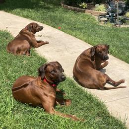 Masai - Rhodesian Ridgeback