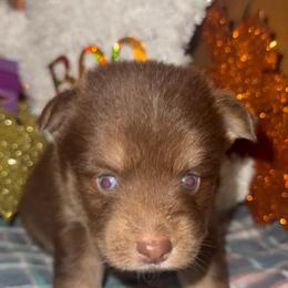 Kaylyn - Chocolate female Pomsky puppy in Spring Hill, Florida from PDQ Pomskies