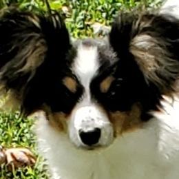 Calypso (Callie) - Papillon