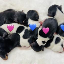 Yorkshire Terrier puppies from Tails of Grace
