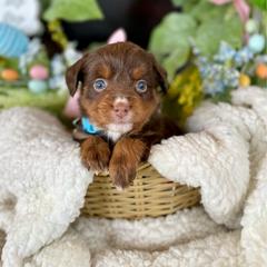 Matangi - female Australian Mountain Doodle puppy in Randolph, Utah from Dry Canyon Pups