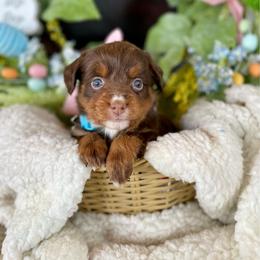 Matangi - female Australian Mountain Doodle puppy in Randolph, Utah from Dry Canyon Pups