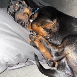 Dachshund Puppies from Dachshund Dad
