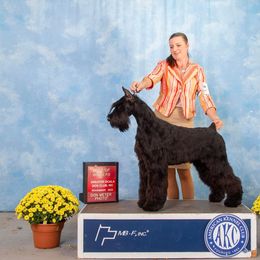 Rue - Giant Schnauzer