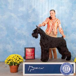 Rue - Giant Schnauzer