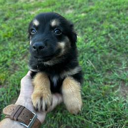 McKinnie - Black tri male Miniature Australian Shepherd puppy in Asheboro, North Carolina from Stellar Aussies