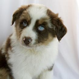 Mabel - Red merle female Australian Shepherd puppy in Richmond, Texas from Big Zen Aussies