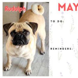 Rudy - Pug
