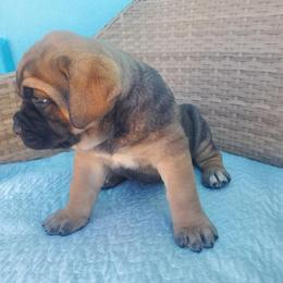 Cane Corso Puppies from Willow’s Meadow