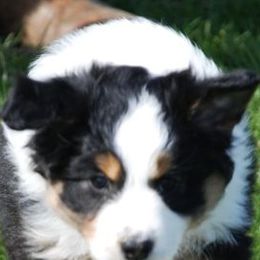 Australian Shepherds and Pembroke Welsh Corgis from Tyler Shupe's Australian Shepherds and Pembroke Welsh Corgis