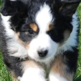 Australian Shepherds and Pembroke Welsh Corgis from Tyler Shupe's Australian Shepherds and Pembroke Welsh Corgis