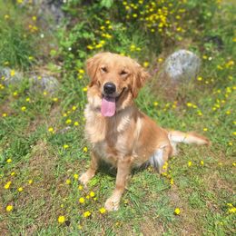 Mazie - Golden Retriever