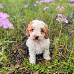 Juliet - Parti female Goldendoodle puppy in Pittsburg, Texas from Grace Springs Goldendoodles