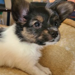 Papillon Puppies from Happy Paps