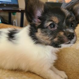 Papillon Puppies from Happy Paps