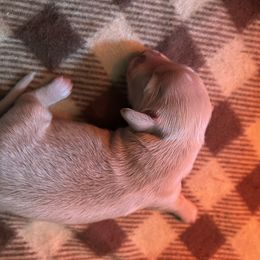 Boy 1 - Cream male Dachshund puppy in Abernathys Mill, Georgia from Kiser Creek Dachshunds