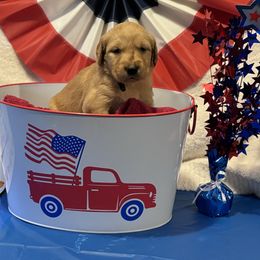 Golden Retriever Puppies from Brilliant Golden Furry Tails