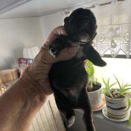 Samantha - Parti female Yorkshire Terrier puppy in Zephyrhills, Florida from Jewels Pupe
